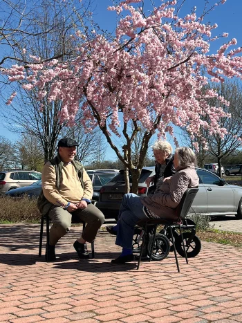 Drei Personen sitzen im Sonnenschein bei einer Bank unter einem blühenden Kirschbaum bei blauem Himmel